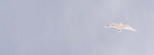 A white seagull soaring freely against a clear sky, symbolizing the streamlined connection between roles and processes in ISO 13485:2016 when managed through an integrated QMS.